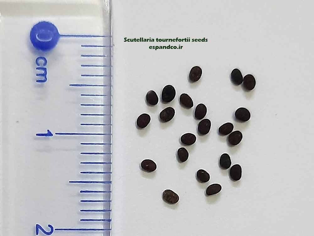 scutellaria tournefortii seeds